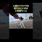 人間のナデナデを軽やかにいなす三毛猫ちゃん #猫 #ねこ #cat(YouTube)