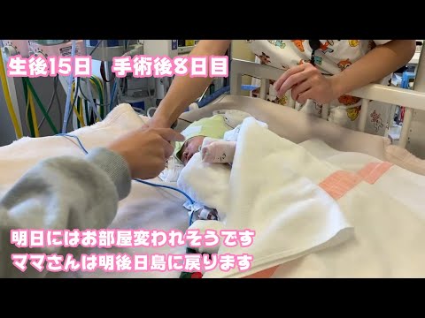 明日にはお部屋が変われそうです  生後15日 手術後8日目   2026 01 28 2(YouTube)