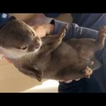 飼い主の取り合いになってしまう子供とカワウソ The child and the otter fought over me.(YouTube)