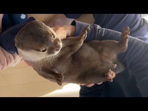 飼い主の取り合いになってしまう子供とカワウソ The child and the otter fought over me.(YouTube)