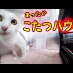 【安心・省エネ・超暖かい】ミニこたつ、段ボール、100均素材で作る、猫用安心あったかハウスが天国すぎた🐈🌞(YouTube)