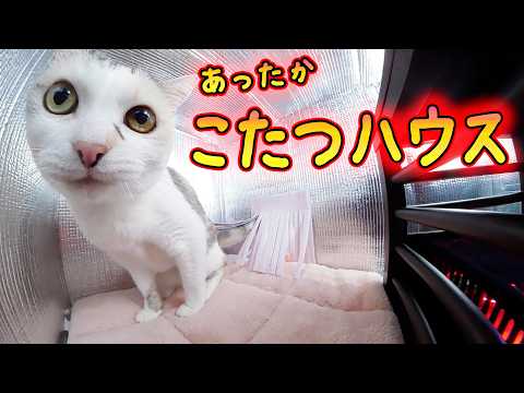【安心・省エネ・超暖かい】ミニこたつ、段ボール、100均素材で作る、猫用安心あったかハウスが天国すぎた🐈🌞(YouTube)