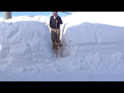 大雪予報の朝、想像とは違う景色が広がっていました(YouTube)