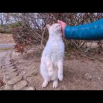 公園で出会った白猫ちゃん、撫でたら伸び上がって甘えてきて可愛すぎた…(YouTube)