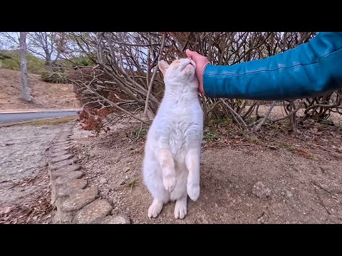 公園で出会った白猫ちゃん、撫でたら伸び上がって甘えてきて可愛すぎた…(YouTube)