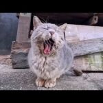 猫島の路地裏で出会ったグレーの猫ちゃん、撫でると喜んで塀の上に上ってきた(YouTube)