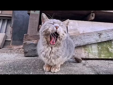 猫島の路地裏で出会ったグレーの猫ちゃん、撫でると喜んで塀の上に上ってきた(YouTube)