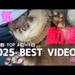 カワウソさくら2025年人気だった動画ランキング！後編 Otter sakura 2025 ranked the most popular videos of all time! Part2(YouTube)