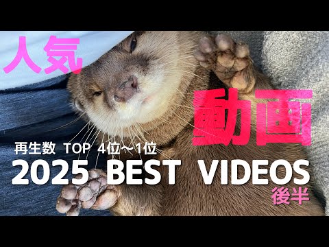 カワウソさくら2025年人気だった動画ランキング！後編 Otter sakura 2025 ranked the most popular videos of all time! Part2(YouTube)