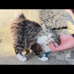 坂道を登っていたら、可愛い猫達がワラワラと集まって来た(YouTube)