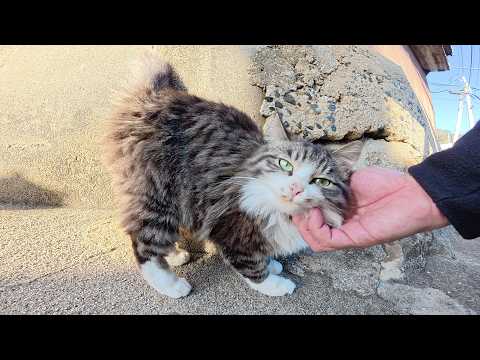 坂道を登っていたら、可愛い猫達がワラワラと集まって来た(YouTube)