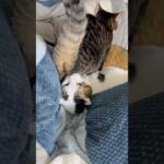 狭いって(YouTube)