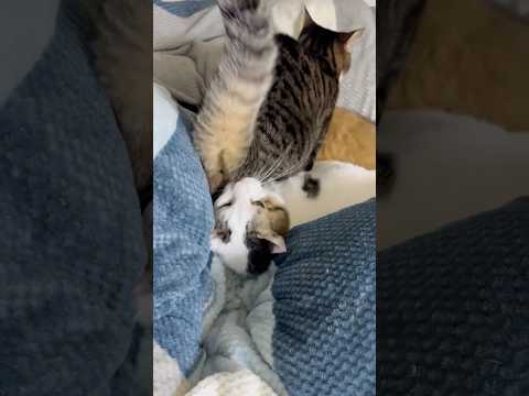 狭いって(YouTube)