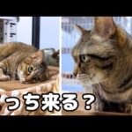 【飼い主と喋る猫】朝からご機嫌で動きまわる猫と全く動かない猫は気が合うようです(笑)(YouTube)