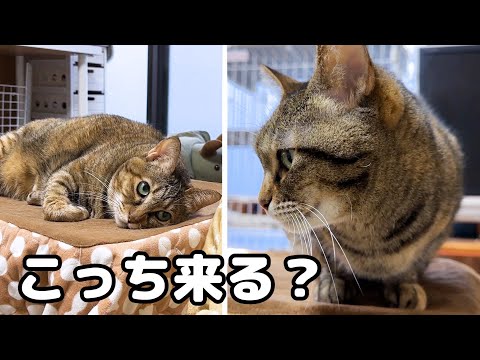 【飼い主と喋る猫】朝からご機嫌で動きまわる猫と全く動かない猫は気が合うようです(笑)(YouTube)