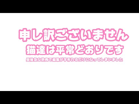申し訳ございません  猫達は元気です 昼後自分の体調急に崩れました  編集手抜きです 2026.01.13  1(YouTube)