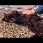 猫島の神社で眠る黒猫をナデナデしたら…嬉しすぎてゴロンゴロンし始めた😺(YouTube)