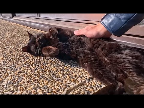 猫島の神社で眠る黒猫をナデナデしたら…嬉しすぎてゴロンゴロンし始めた😺(YouTube)