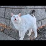 大晦日に海辺の公園に行くとよく喋る猫ちゃんと出会った(YouTube)