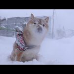大雪で始まった元旦、柴犬ハチ家の空気が少し違いました。(YouTube)