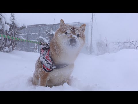 大雪で始まった元旦、柴犬ハチ家の空気が少し違いました。(YouTube)