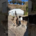 寄り添って歩く猫親子(YouTube)