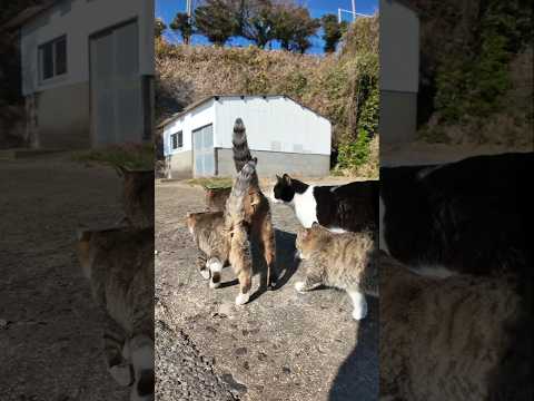 寄り添って歩く猫親子(YouTube)