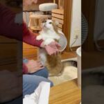 どうしてほしいと思う？(YouTube)