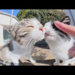 キジシロ猫とハチワレ猫が頭突きと鼻キスで友情を深める(YouTube)