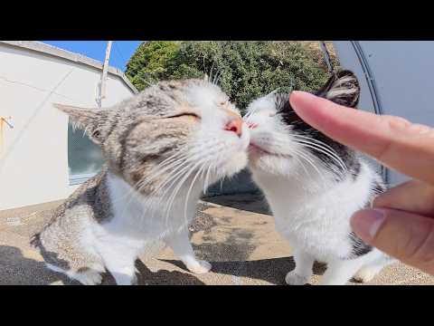 キジシロ猫とハチワレ猫が頭突きと鼻キスで友情を深める(YouTube)