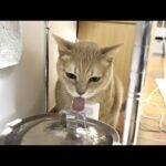 床をびしょ濡れにする猫のおかけでカビが生えてきました(YouTube)