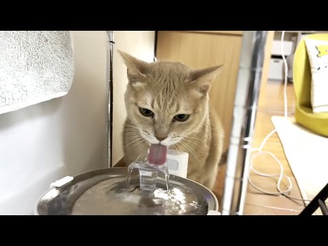 床をびしょ濡れにする猫のおかけでカビが生えてきました(YouTube)