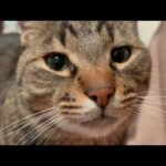 今年期待される男(YouTube)