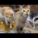 ビビが少しだけ食べてくれました(YouTube)