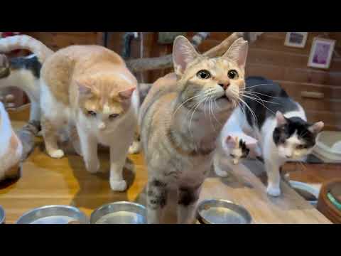 ビビが少しだけ食べてくれました(YouTube)