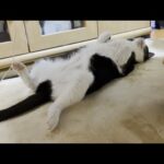 奇怪な動きをするルンバを楽しそうに乗る猫(YouTube)