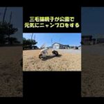 三毛猫親子が公園で元気にニャンプロをする #猫 #ねこ #cat(YouTube)