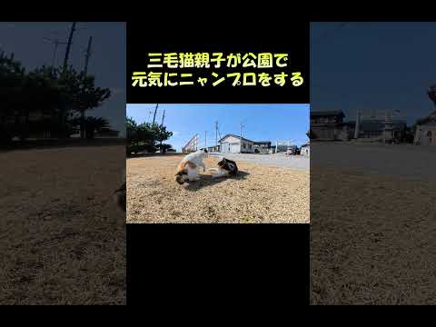 三毛猫親子が公園で元気にニャンプロをする #猫 #ねこ #cat(YouTube)