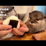 カワウソのとなりで一緒におにぎり食べる父ちゃん　Otters Eating Rice Balls with Dad(YouTube)