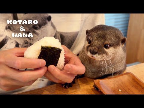 カワウソのとなりで一緒におにぎり食べる父ちゃん　Otters Eating Rice Balls with Dad(YouTube)
