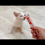 生まれて初めて子猫にチュールを差し出したら予想外すぎる反応でまさかのこうなっちゃいました…(YouTube)