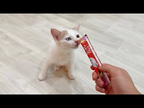 生まれて初めて子猫にチュールを差し出したら予想外すぎる反応でまさかのこうなっちゃいました…(YouTube)