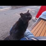 自販機の横にいた黒猫ちゃん、撫でたら付いてきて膝の上に…尊すぎる出会い(YouTube)