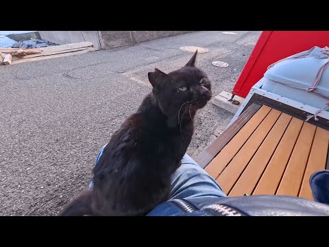 自販機の横にいた黒猫ちゃん、撫でたら付いてきて膝の上に…尊すぎる出会い(YouTube)