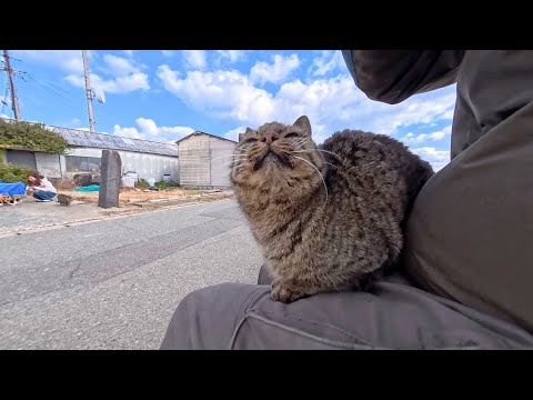 猫島の防波堤で隣に座ったら…猫が当然のように膝に乗ってきた🐾(YouTube)