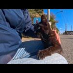 隙あらば即ひざ乗り！港で甘え倒してくる黒猫ちゃんが可愛すぎた(YouTube)