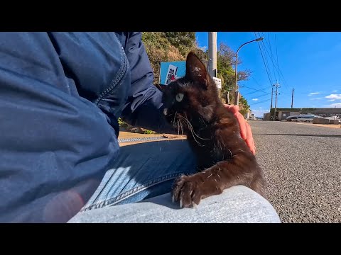 隙あらば即ひざ乗り！港で甘え倒してくる黒猫ちゃんが可愛すぎた(YouTube)