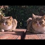 港からプール裏の猫集会所へ行ったら…気づけば猫がどんどん集まってきた🐈🐈🐈(YouTube)