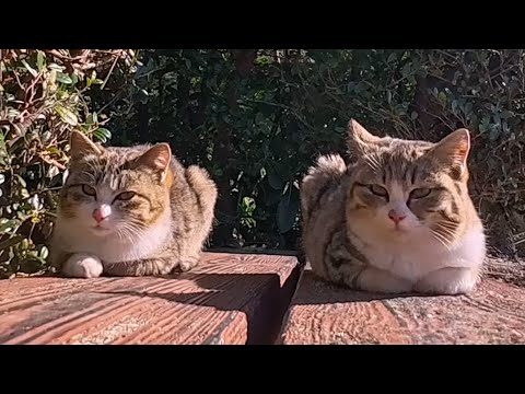 港からプール裏の猫集会所へ行ったら…気づけば猫がどんどん集まってきた🐈🐈🐈(YouTube)