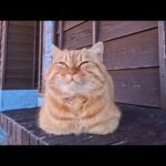 猫島のフェリー乗り場でまったり休憩中の猫たちをナデナデ…癒しが限界すぎた(YouTube)